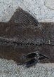 Exceptional Inch Notogoneus Fish Fossil #1387-3